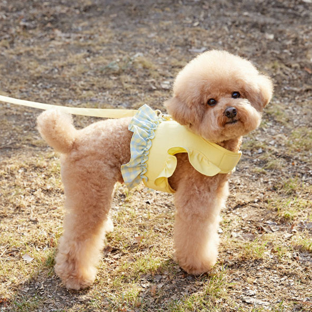 Dog Color Contrast Traction Ro - Lace Teddy Lingerie review and price